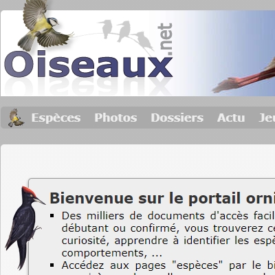 oiseaux